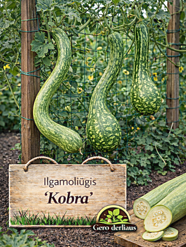 Paprastasis ilgamoliūgis 'Kobra' 6 sėklos (Lagenaria siceraria)