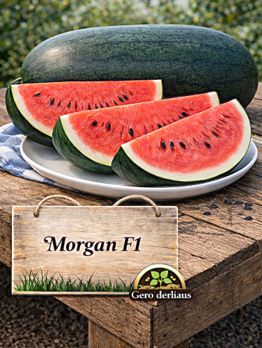 Tikrieji arbūzai Morgan F1 5 sėklos (Citrullus Lanatus)
