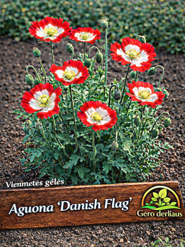 Daržinė aguona 'Danish Flag' Sėklų 0,5g (Papaver somniferum'