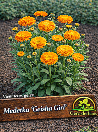 Vaistinė medetka 'Geisha Girl' Sėklų 1g (Calendula officinalis)