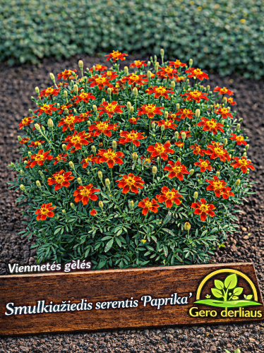 Smulkiažiedis serentis 'Paprika  Sėklų 0,5g (Tagetes tenuifolia)
