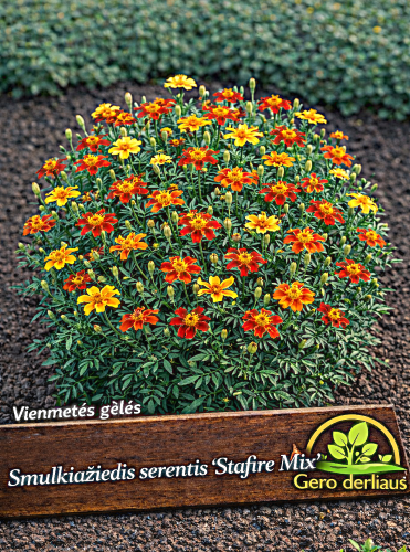 Smulkiažiedžiai serenčiai 'Stafire Mix' Sėklų 0,5g (lot. Tagetes tenuifolia)