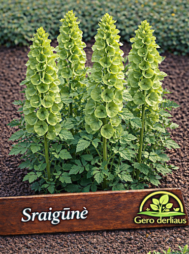 Glotnioji sraigūnė Sėklų 0,5g (Molucella laevis)