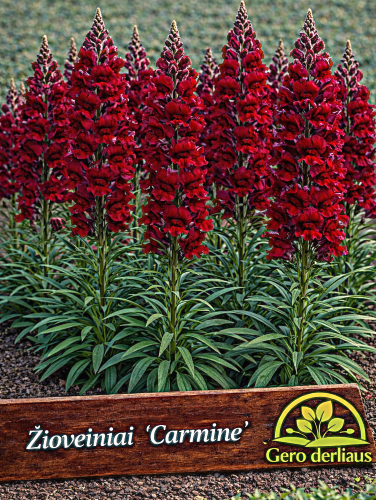 Didysis žioveinis 'Carmine' Sėklų 0,5g  (Antirrhinum majus maximum)