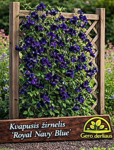 Kvapusis žirnelis 'Royal Navy Blue' Sėklų 1g (Lathyrus odoratus'