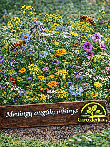 Medingų augalų mišinys bitėms