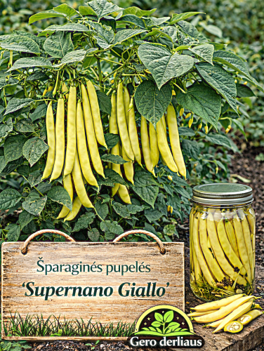 Šparaginės pupelės žemaūgės daržinės 'Supernano Giallo' Sėklų 30g (Phaseolu vulgaris L.)