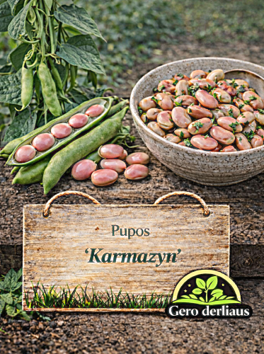 Daržo pupos  (RAUSVOS) 'Karmazyn' Sėklų 30g (Vicia faba)