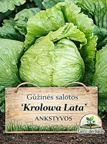 Sėjamosios salotos gūžinės 'Krolowa Lata' Sėklų 1g (Lactuca Sativa L.)