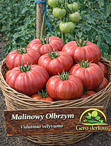 Valgomieji pomidorai 'Malinowy Olbrzym' Sėklų 0,5g (Solanum lycopersicum)