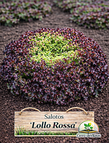 SĖJAMOSIOS SALOTOS 'LOLLO ROSSA' 600 sėklų  (Lactuca sativa L.)