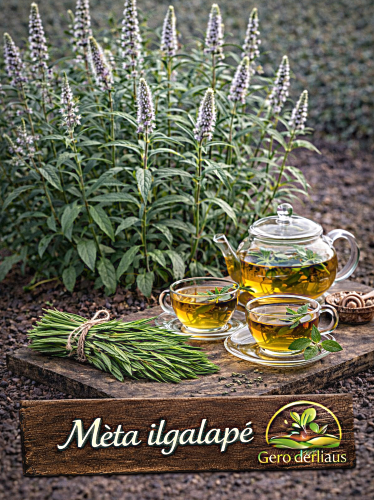 Mėta ilgalapė Sėklų 0,1g (Mentha longifolia)