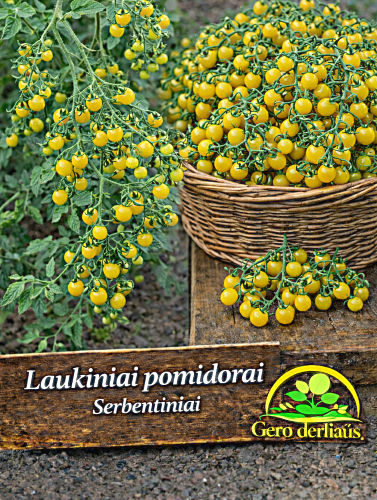 Laukiniai (serbentiniai) pomidorai 5 sėklos (Solanum pimpinellifolium)