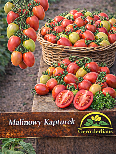 Valgomieji pomidorai aukštaūgiai 'Malinowy Kapturek Oža' 1g (Solanum Lycopersicum)