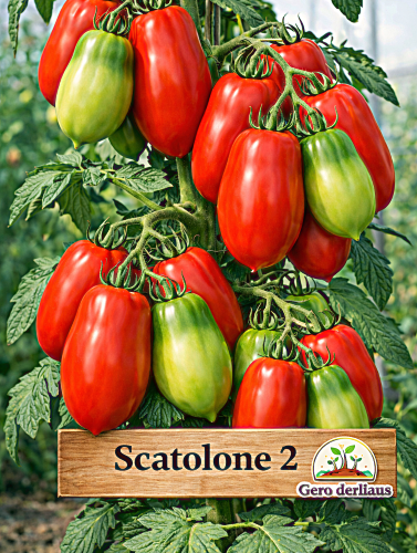 Valgomieji pomidorai 'Scatolone 2'  Sėklų 0,5g (Lycopersicon esculentum)