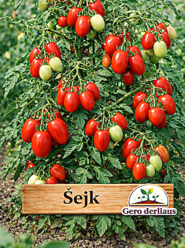 Valgomieji pomidorai 'Šejk' Sėklų 0,5g (Lycopersicon esculentum)