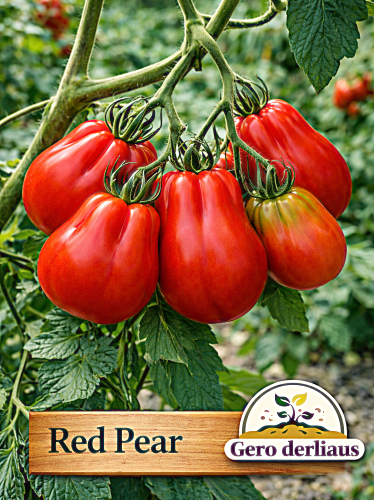 Valgomieji pomidorai 'Red Pear' 60sėklų (Solanum lycopersicum)
