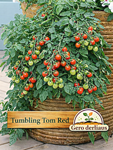 Valgomieji pomidorai 'Tumbling Tom Red' 5 sėklos (Solanum lycopersicum)