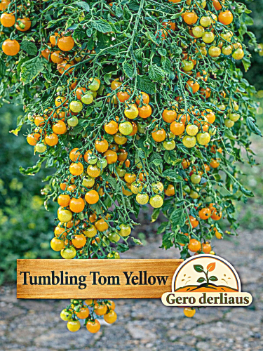 Valgomieji pomidorai 'Tumbling Tom Yellow'  6 sėklos  (Solanum lycopersicum)