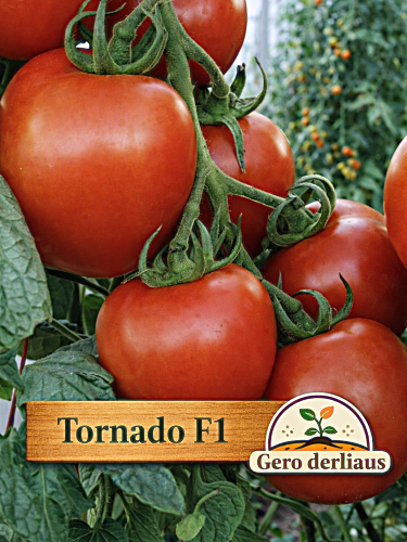 Valgomieji pomidorai Tornado F1(H)  10s (Solanum Lycopersicum)