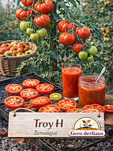 VALGOMIEJI POMIDORAI TROY H, 10 sėklų (SOLANUM LYCOPERSICUM)