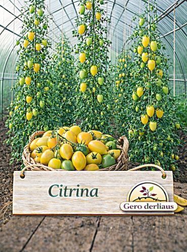 Valgomieji pomidorai 'Citrina', 10 sėklų (Solanum lycopersicum)