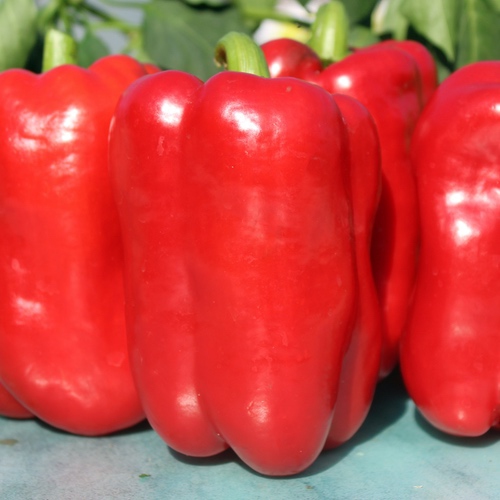 VIENMETĖS PAPRIKOS 'OŽAROWSKA' 25 sėklos (CAPSICUM ANNUUM)