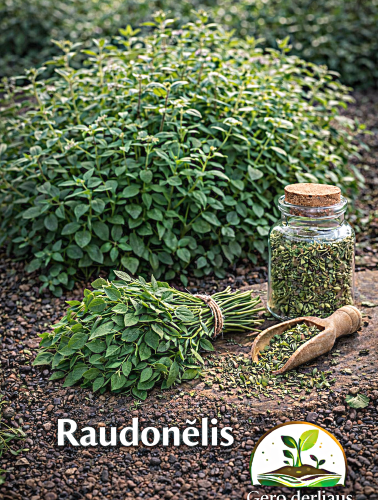 Paprastieji raudonėliai Sėklų 0,3g (Origanum vulgare)