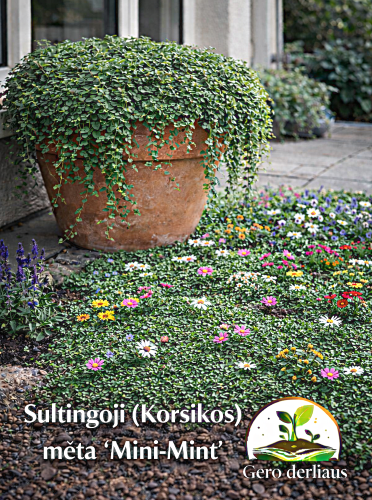 Sultingoji mėta (Korsikos mėta) 'Mini Mint', 5gran. po 8-10 sėklų)