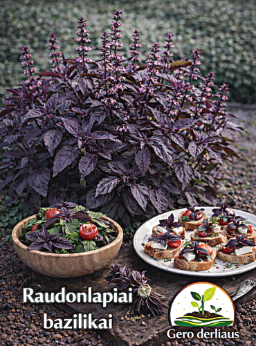 Kvapieji bazilikai 'Opal' 100 sėklų  (lot. Ocimum basilicum)