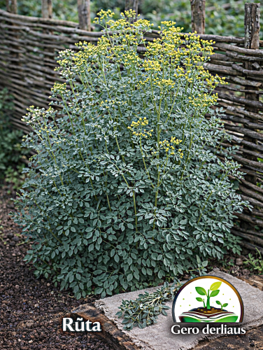 Rūta žalioji  Sėklų 0,3g (Ruta graveolens)