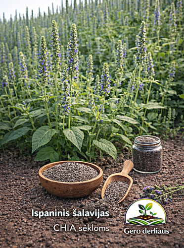Ispaniniai šalavijai (Chia sėkloms) Sėklų 0,5g (Salvia hispanica)
