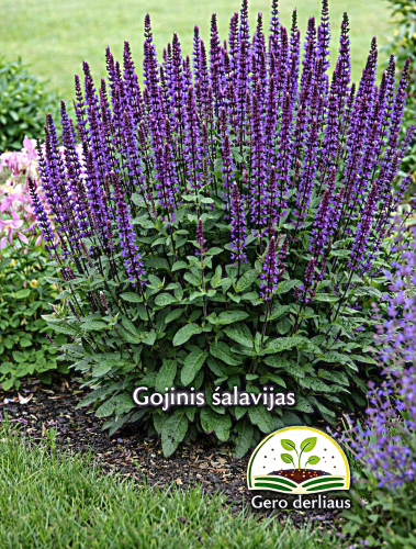 Šalavijas gojinis violetinis Sėklų 0,2g  (Salvia nemorosa)