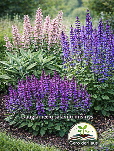 Daugiamečių šalavijų (gojinio, pievinio ir vaistinio) mišinys (lot. Salvia officinalis, S. nemorosa, S. pratensis) Sėklų 0,5g
