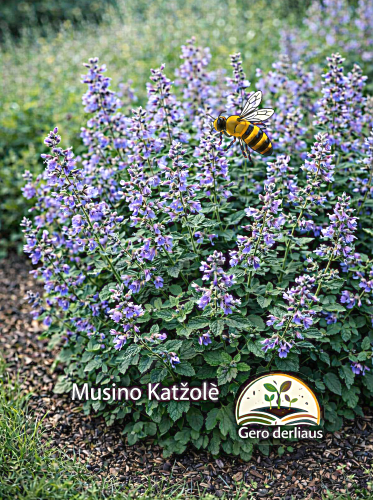 Musino katžolė Sėklų 0,2g (Nepeta mussinii)