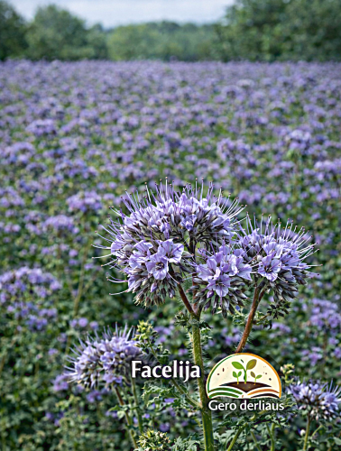 Bitinė facelija 'STALA' 1kg (Phacelia tanacetifolia)