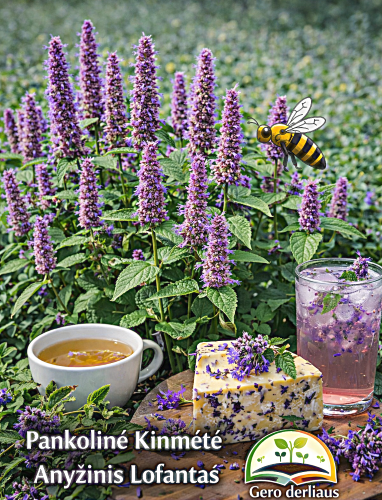 Kinmėtės 'Astello Indigo' 500 sėklų (Agastache hybrida)
