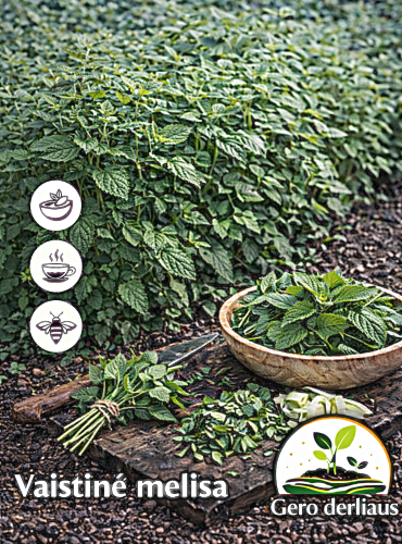 Vaistinė melisa 200 sėklų (Melissa officinalis)