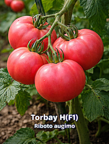 Valgomieji pomidorai Torbay H(F1) 15 sėklų (Solanum lycopersicum)