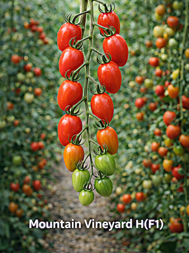 Pomidorai MOUNTAIN VINEYARD H(F1) 8 sėklos (Solanum lycopersicum)