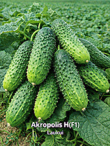 Paprastieji trumpavaisiai agurkai Akropolis H(F1) 60 sėklų (Cucumis sativus)