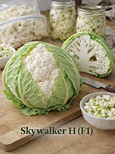 Žiediniai kopūstai Skywalker H(F1) 20 sėklų (brassica oleracea L.)