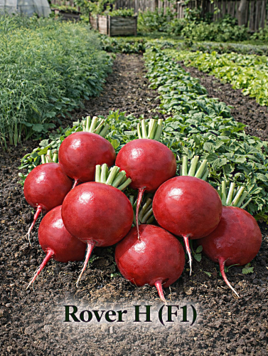Ridikėliai ROVER H(F1)  3 g (Raphanus sativus)