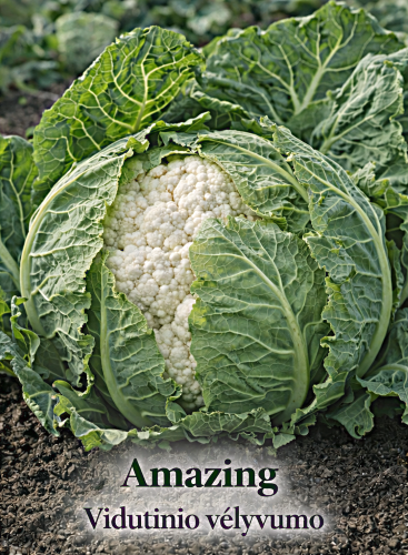 Žiediniai kopūstai 'Amazing' 45 sėklos'(Brassica oleracea L.)