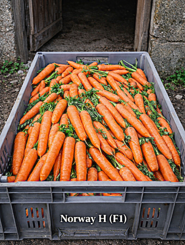 Valgomosios morkos NORWAY H(F1) 600 sėklų (Daucus carrota sativus)