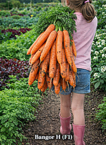 Valgomosios morkos Bangor H(F1) 600sėklų  (Daucus carota subsp. sativus)
