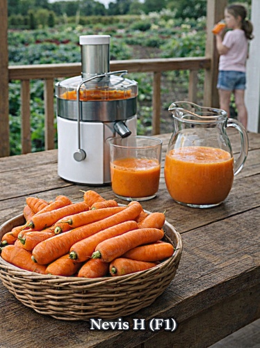 Valgomosios morkos NEVIS H(F1)  600 sėklų (daucus Carrota)