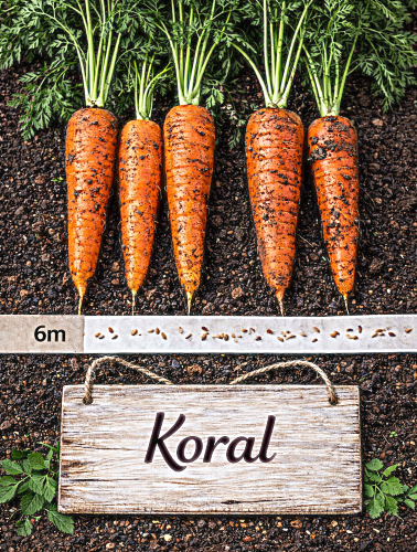 Valgomosios morkos 'Koral', 6m juosta, (Daucus carota subsp. sativus)