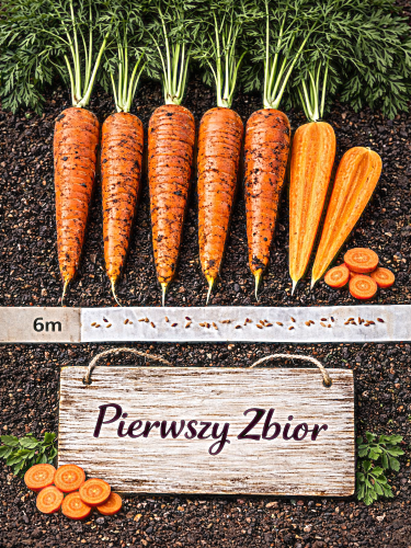 Valgomosios morkos 'Pierwszy Zbior', 6m juosta, (Daucus carota subsp. sativus)