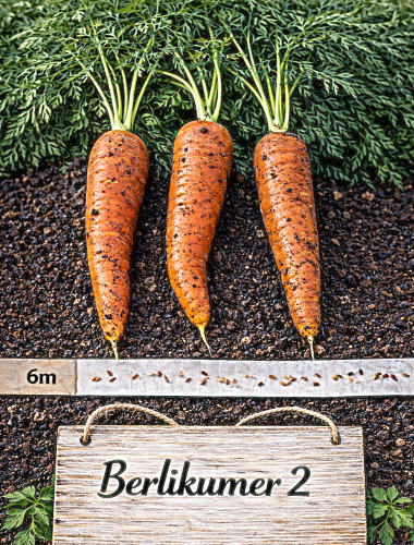 Valgomosios morkos 'Berlikumer 2'  6m juosta (Daucus carota)